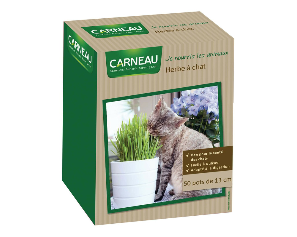 Herbe à chat en pot à planter • 50 pots de 13 cm - 250 gr
