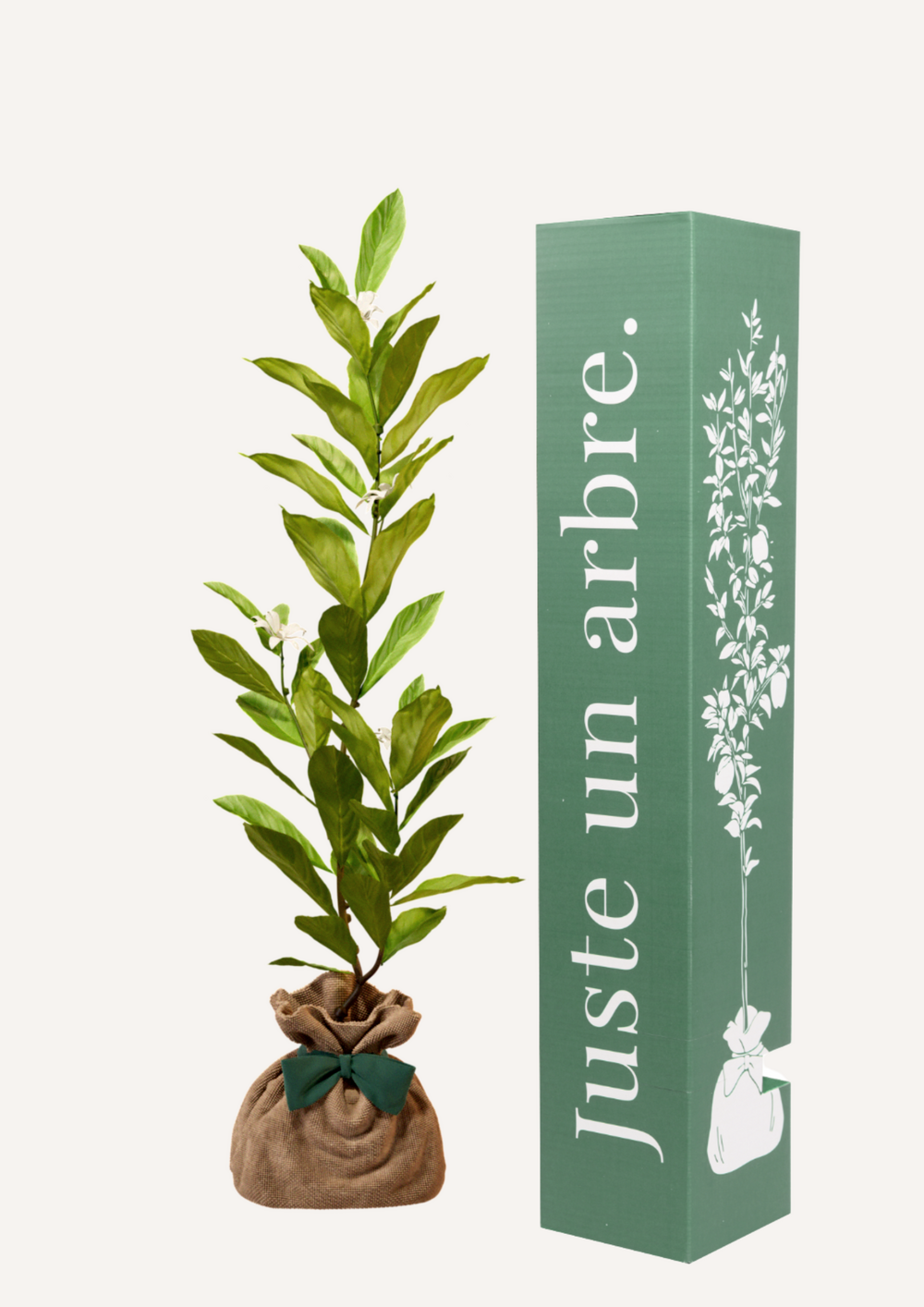 Magnolia etoilé | cadeau idéal : naissance, crémaillère, mariage, anniversaire, baptême