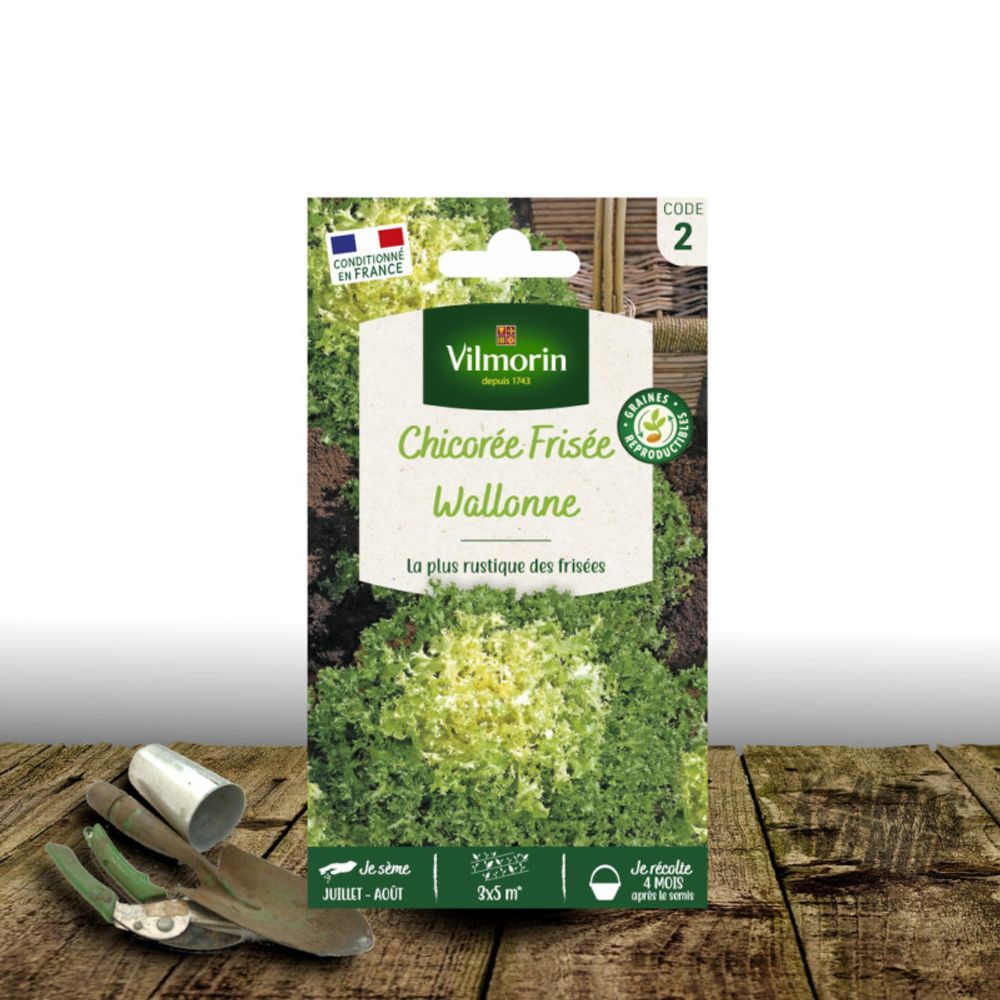 Graines de chicorée frisée wallonne race lorca - vilmorin sachet