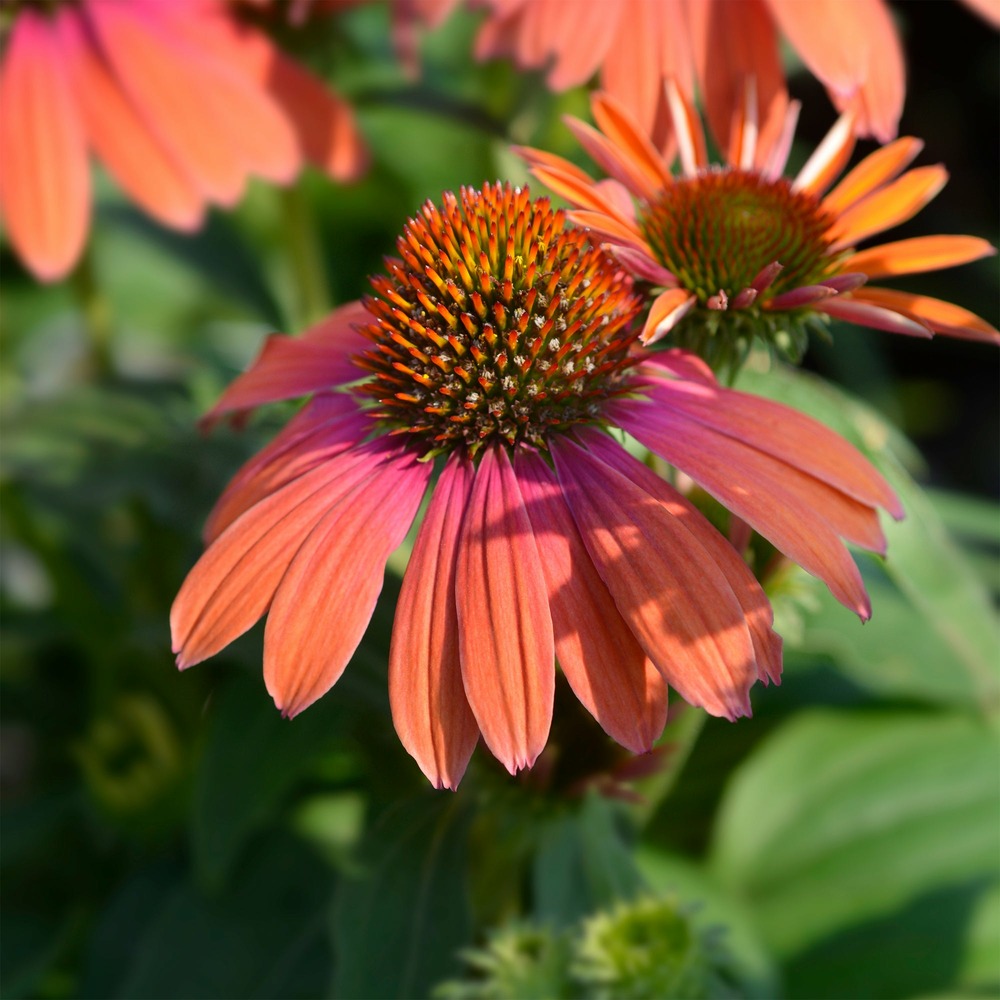 Échinacée pourpre julia - le pot / ø 9cm, vendu par lot de 2