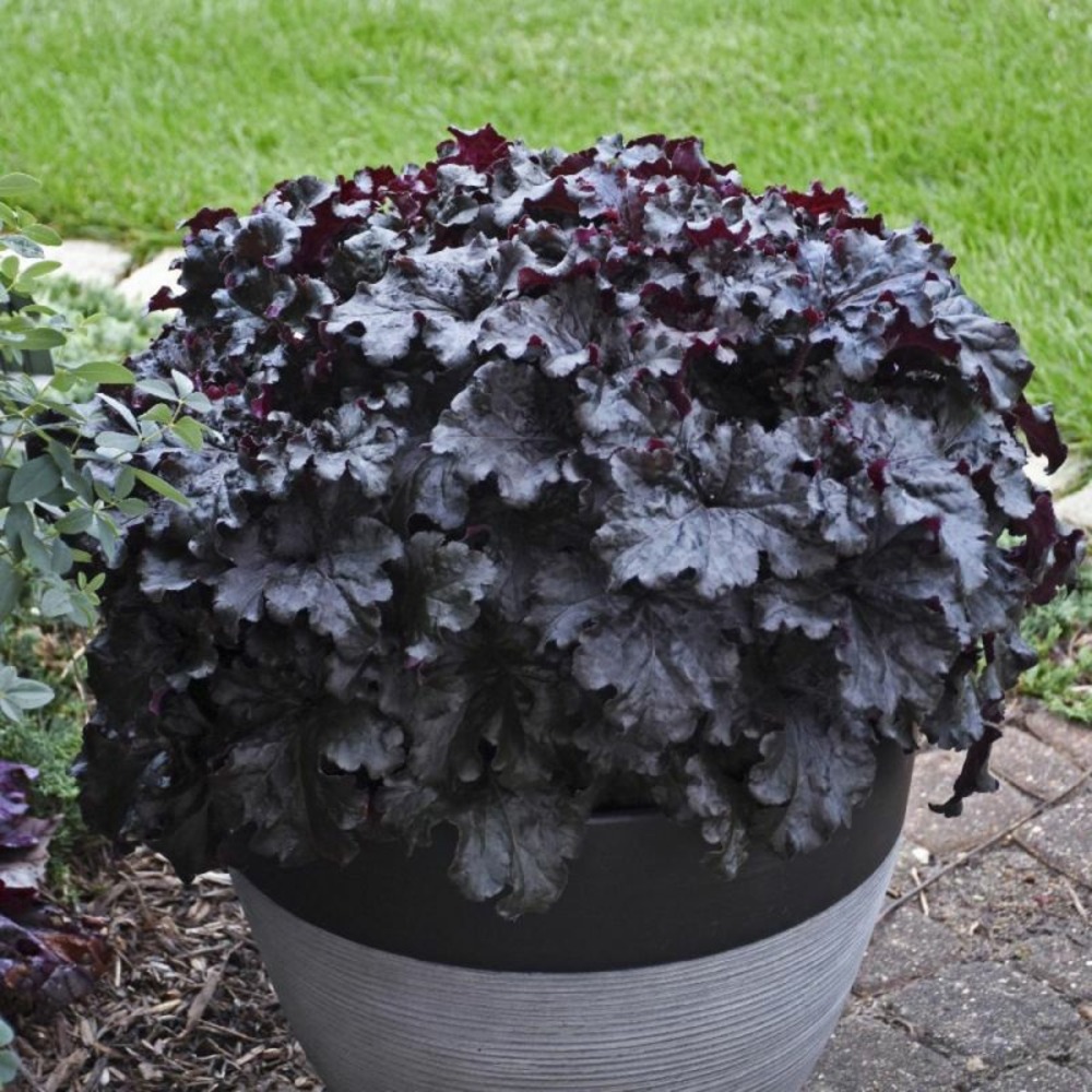 3 heuchères 'black taffeta' (heuchera)