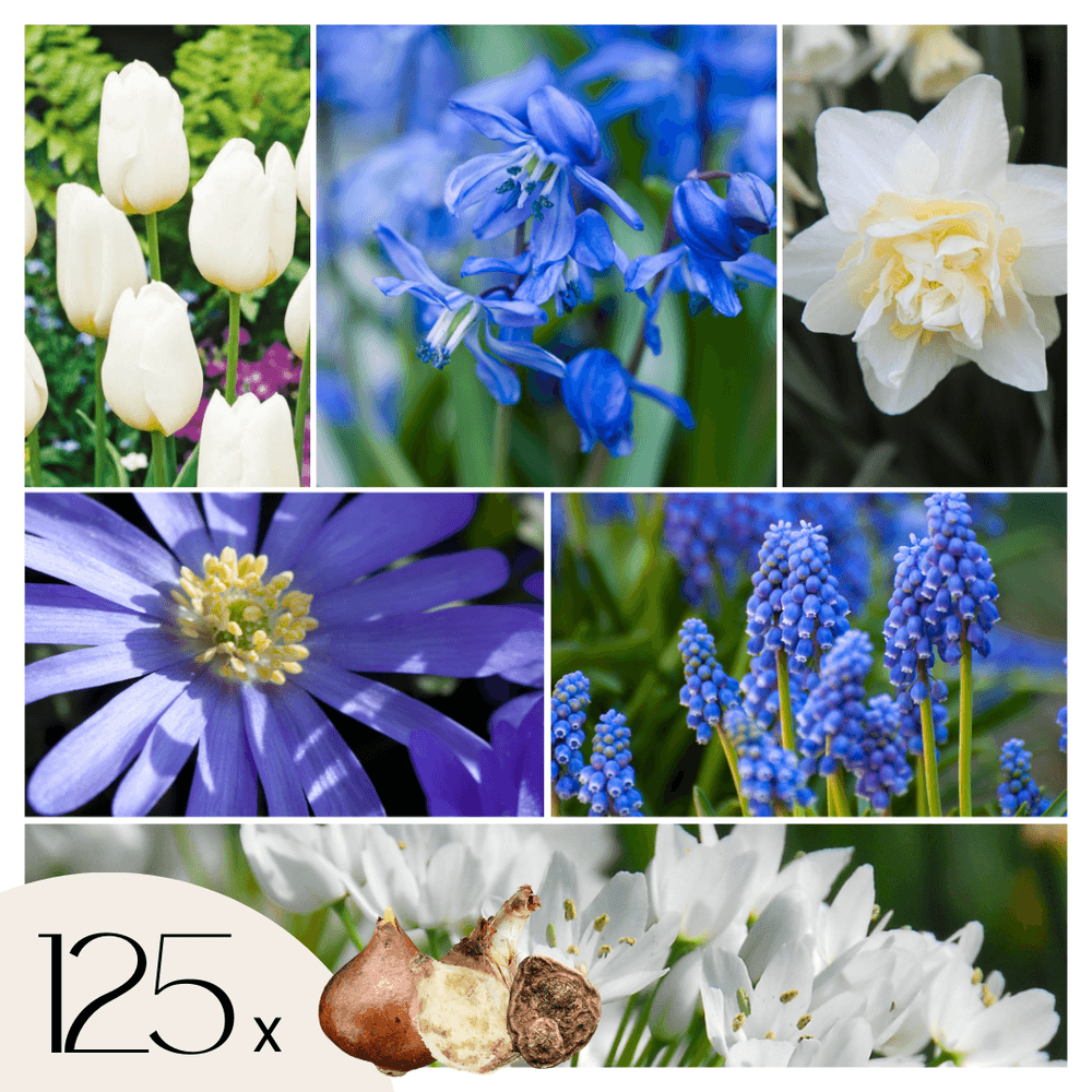 Mélange de bulbes pour le jardin - set de 125 - bulbes à fleurs