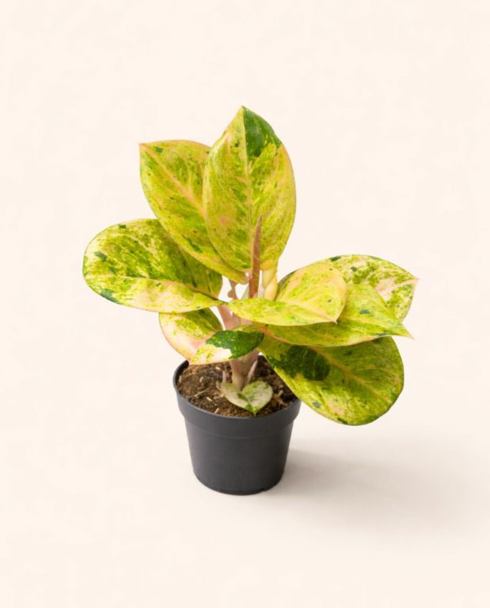 Aglaonema apple fantasy d. 12cm h. 35cm - plante d'intérieur