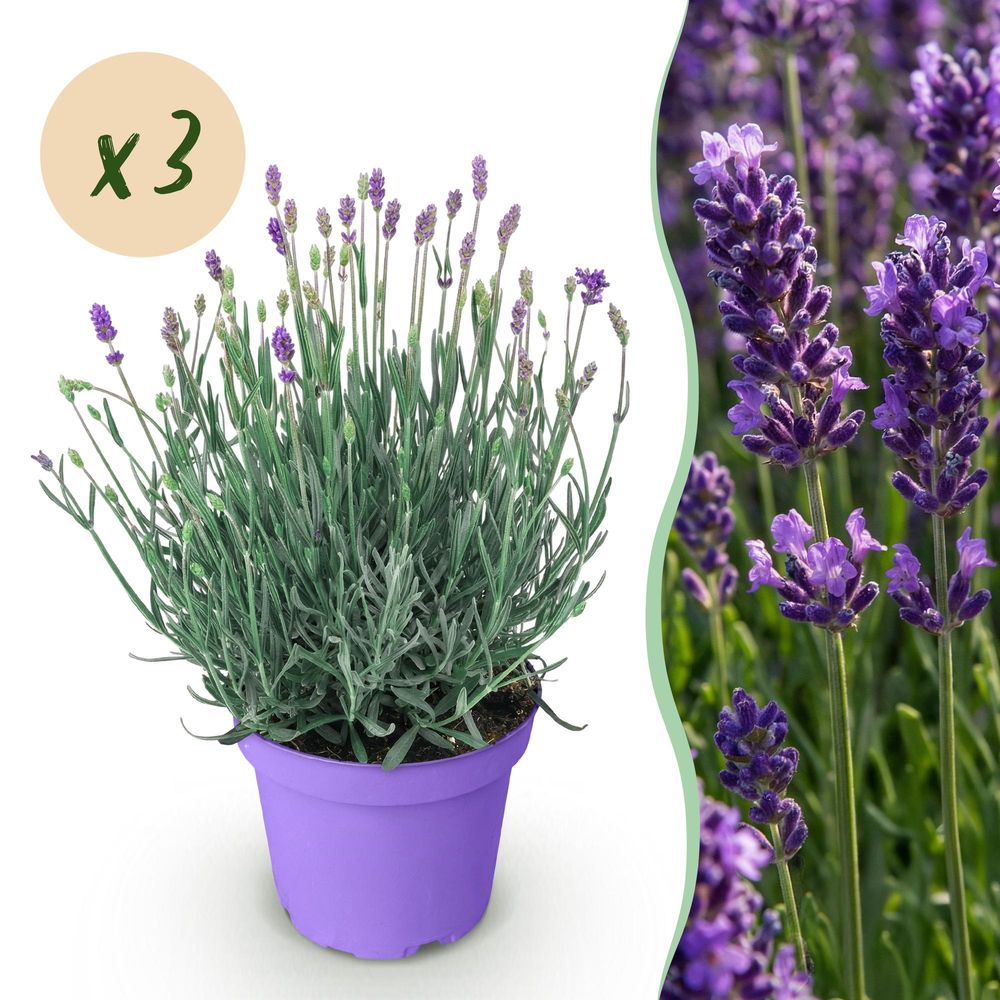 Lavande 'munstead' - lot de 3 - pot 12 cm - hauteur 25 cm