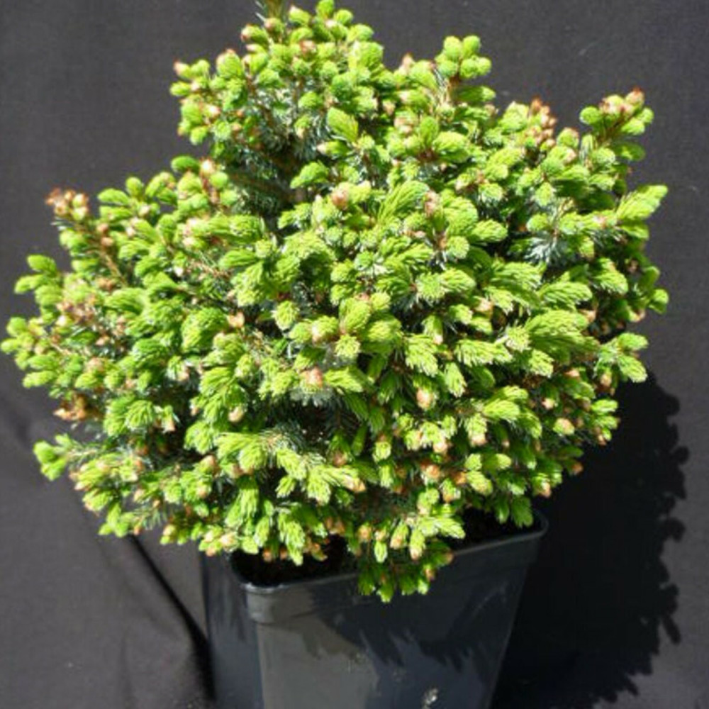 Épicéa de serbie nain, picea omorika pot de 3l - 20/40 cm