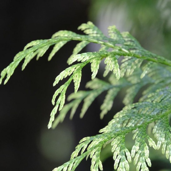 Thuya géant atrovirens - thuja plicata atrovirens en pot 50/60cm
