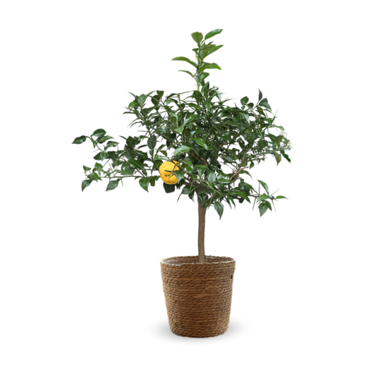 Citronnier yuzu avec panier en jonc de mer - agrume méditerranéen - arbre fruitier - ↕ 75-85 cm - ⌀ 25 cm