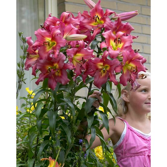 Lys purple dream - 2 bulbes