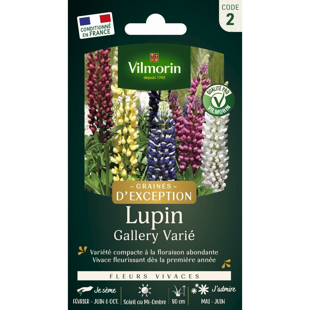 Lupin gallery - graines d'exception