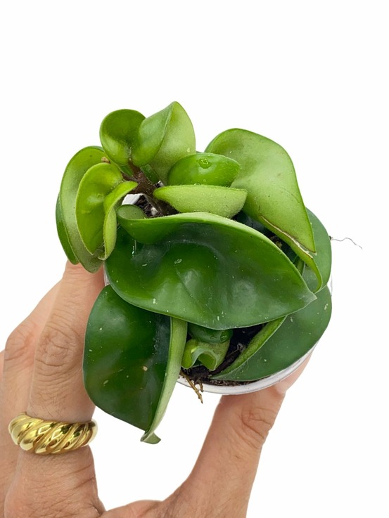 Hoya carnosa compacta - pot de 6cm