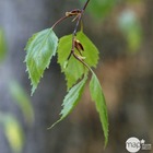 Betula verrucosa ' youngii ' : ctr 15l