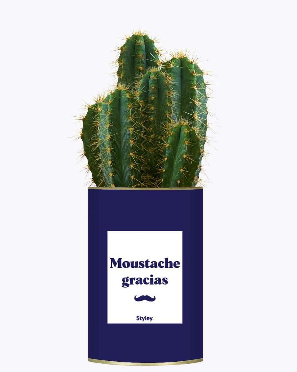 Idée cadeau - moustache gracias - cactus
