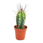 Stetsonia coryne - aiguille à coudre cactus - pot 8,5cm