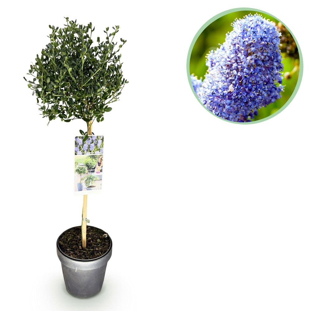 Céanothe victoria - pot 19 cm - hauteur 90 cm
