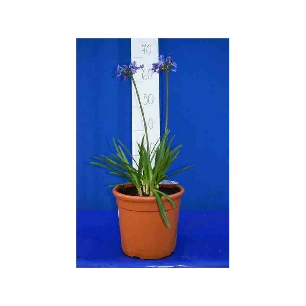 Agapanthe lapis lazuli (agapanthe) couleur floraison:violet - pot de 5 litres - 30/40cm