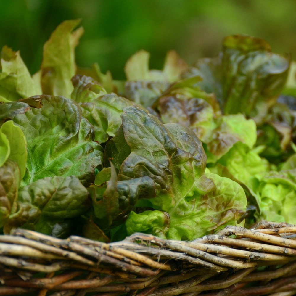 Graines de laitue batavia pitcholine - vilmorin sachet