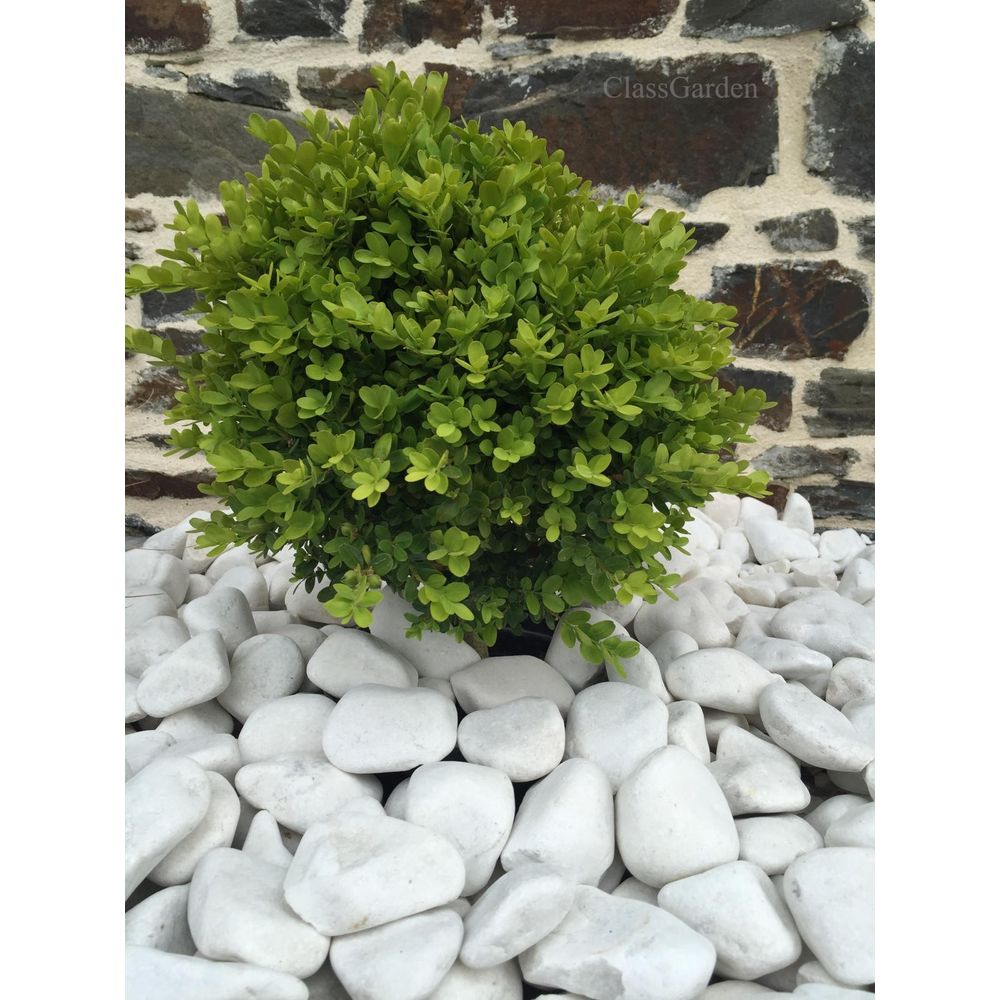 Galet blanc brillant 40-60 - vrac big-bag - 500 kg