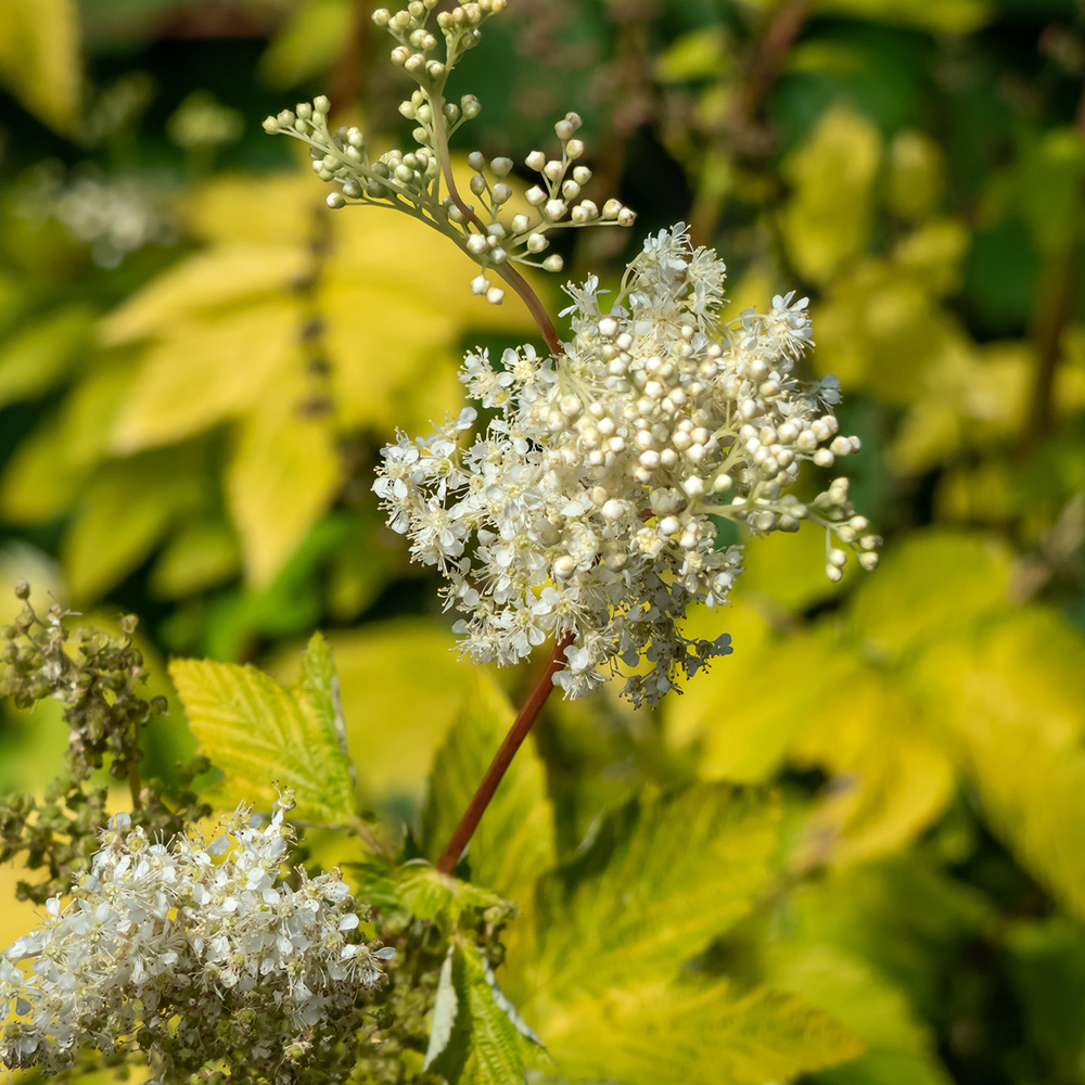 Filipendula ulmaria 'aurea' godet de 8/9 cm