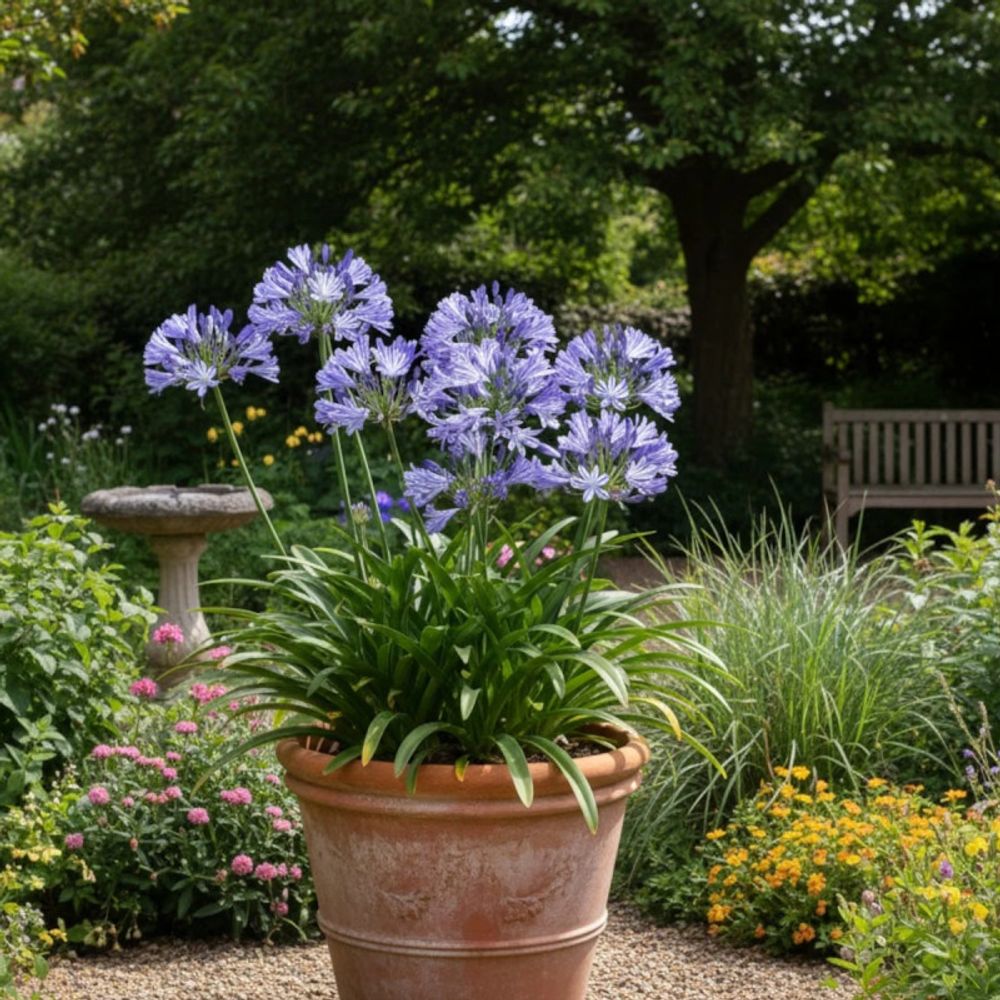 Agapanthe charlotte® lot de 3 godets