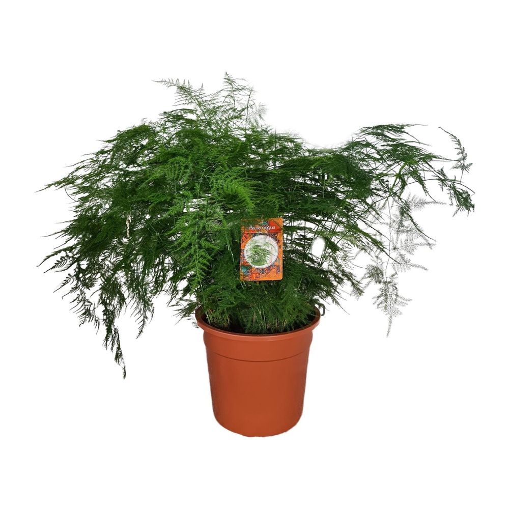 Asparagus setaceus - ø27cm - ↕70cm - plantes d'intérieur