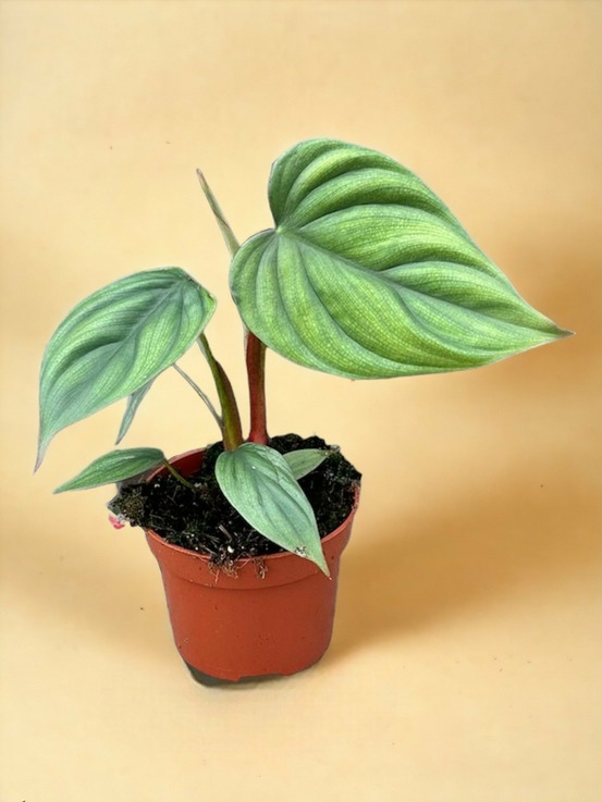 Philodendron colombia