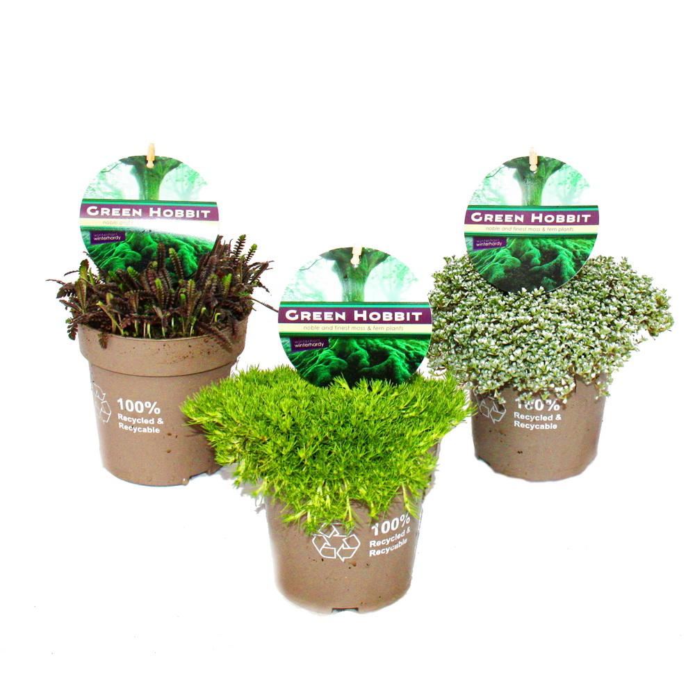 Green hobbit mix - set avec 3 plantes de mousse inhabituelles, robustes