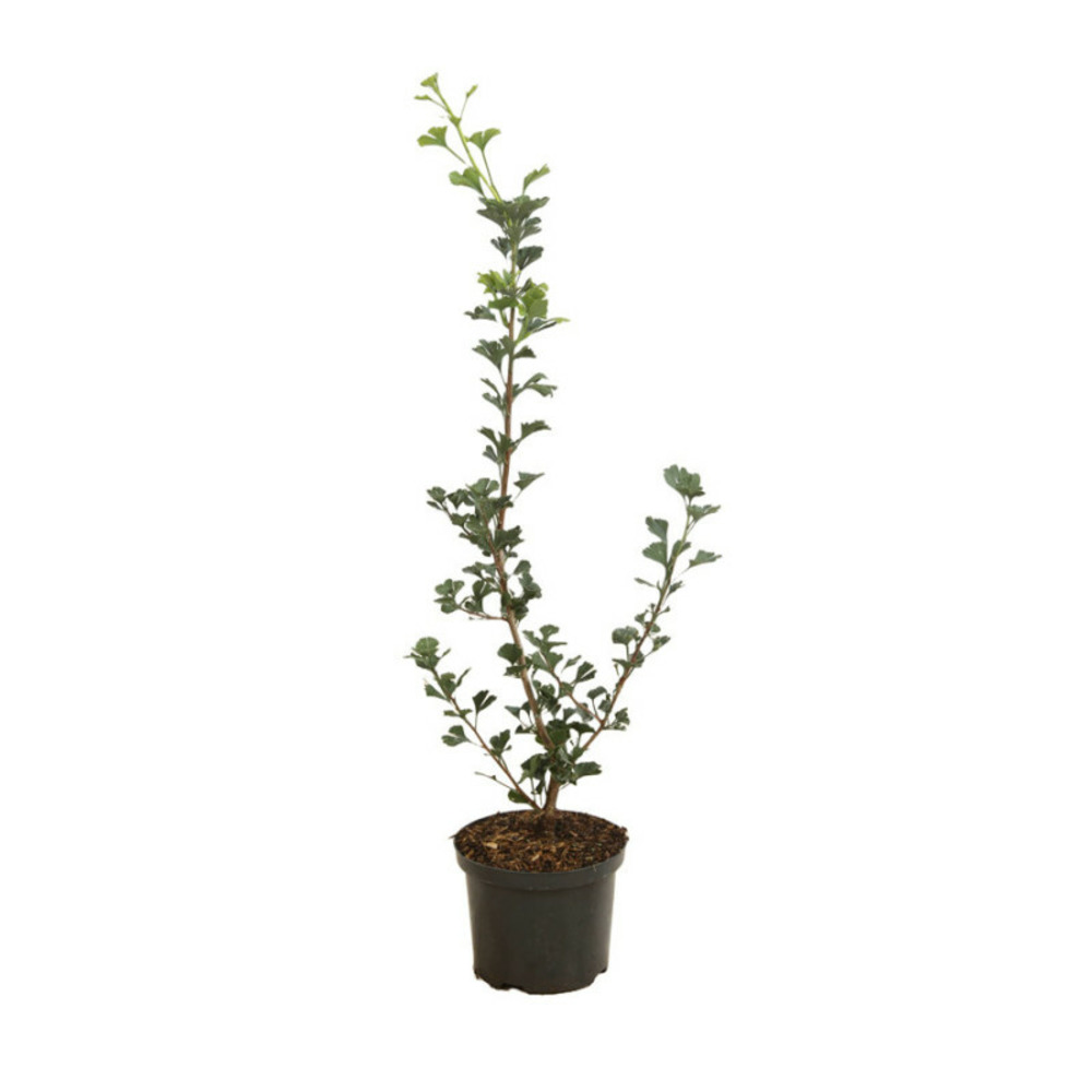 Arbre aux quarante écus menhir - ginkgo biloba menhir 50 cm pot 2,5l