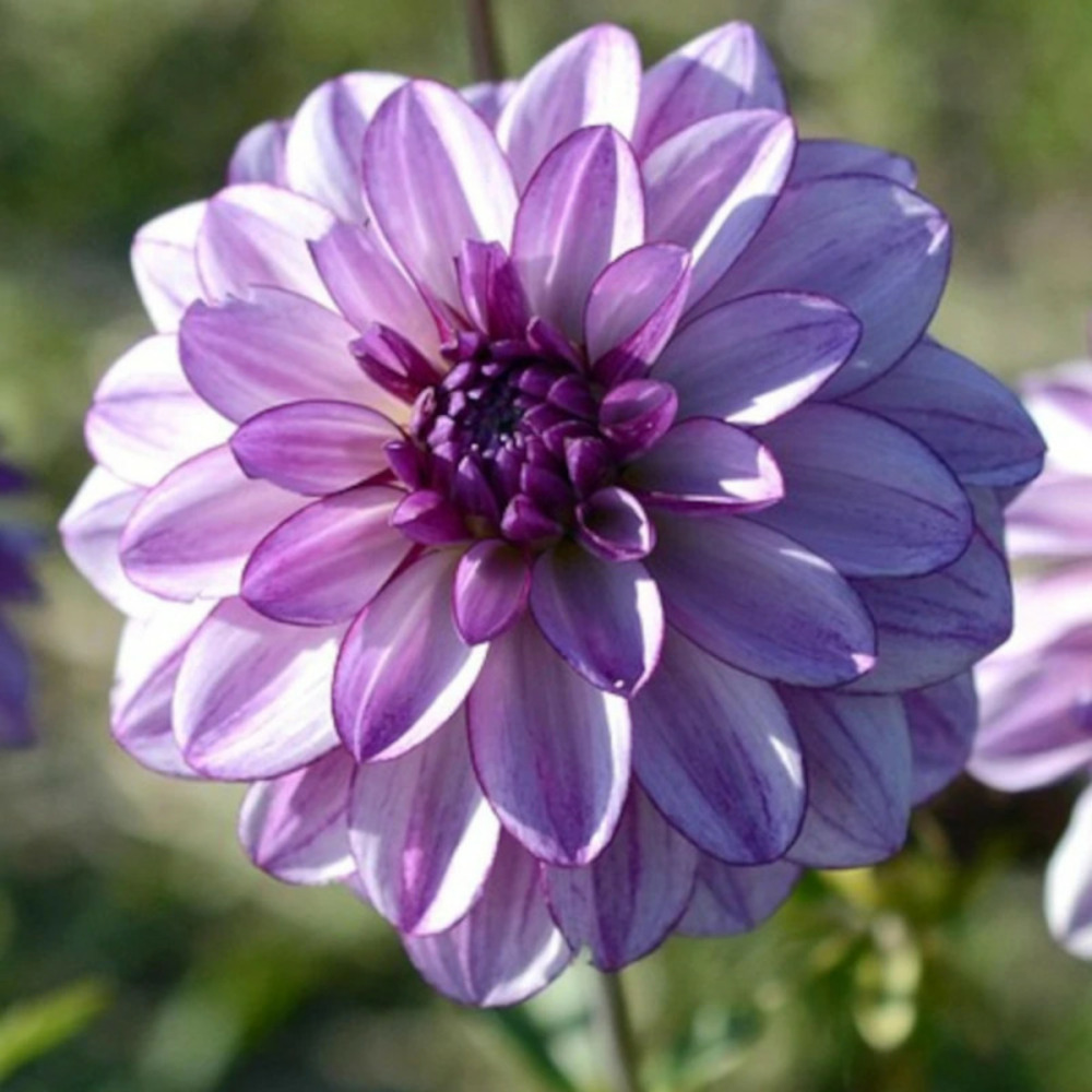 Plant de dahlia décoratif crème de cassis pot de 1 litre