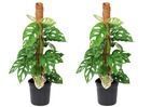 Monstera 'monkey-leaf' moss stick - set de 2 - plante à trou - plante d'intérieur verte - pot 16cm - hauteur 60-70cm