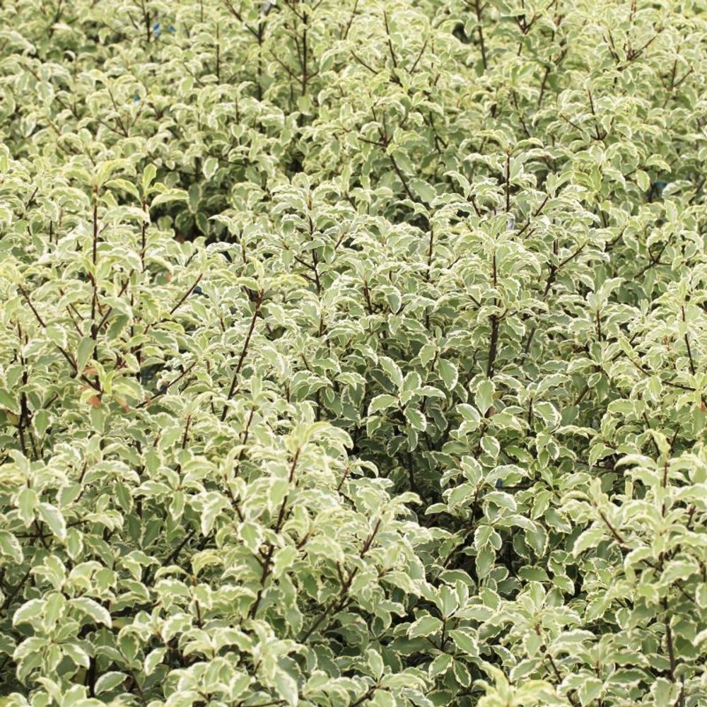 Pittosporum de nouvelle-zélande 'variegatum' (pittosporum tenuifolium 'variegatum')