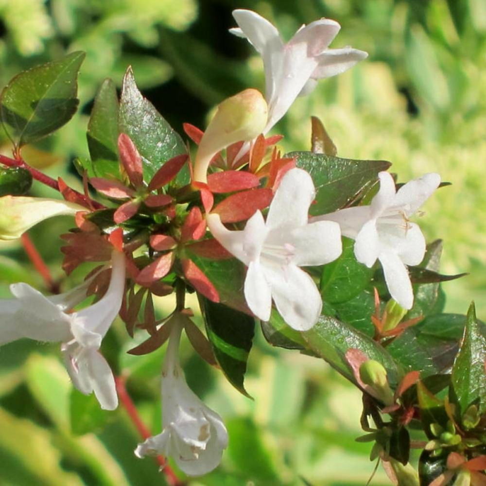 Abelia francis mason, abélia à grandes fleurs pot de 3l - 20/40 cm