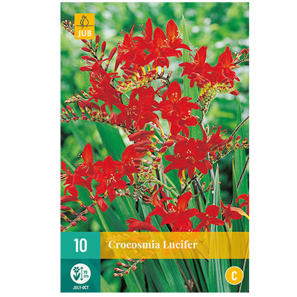 10 bulbes crocosmia lucifer rouge