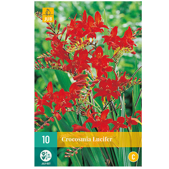 10 bulbes crocosmia lucifer rouge