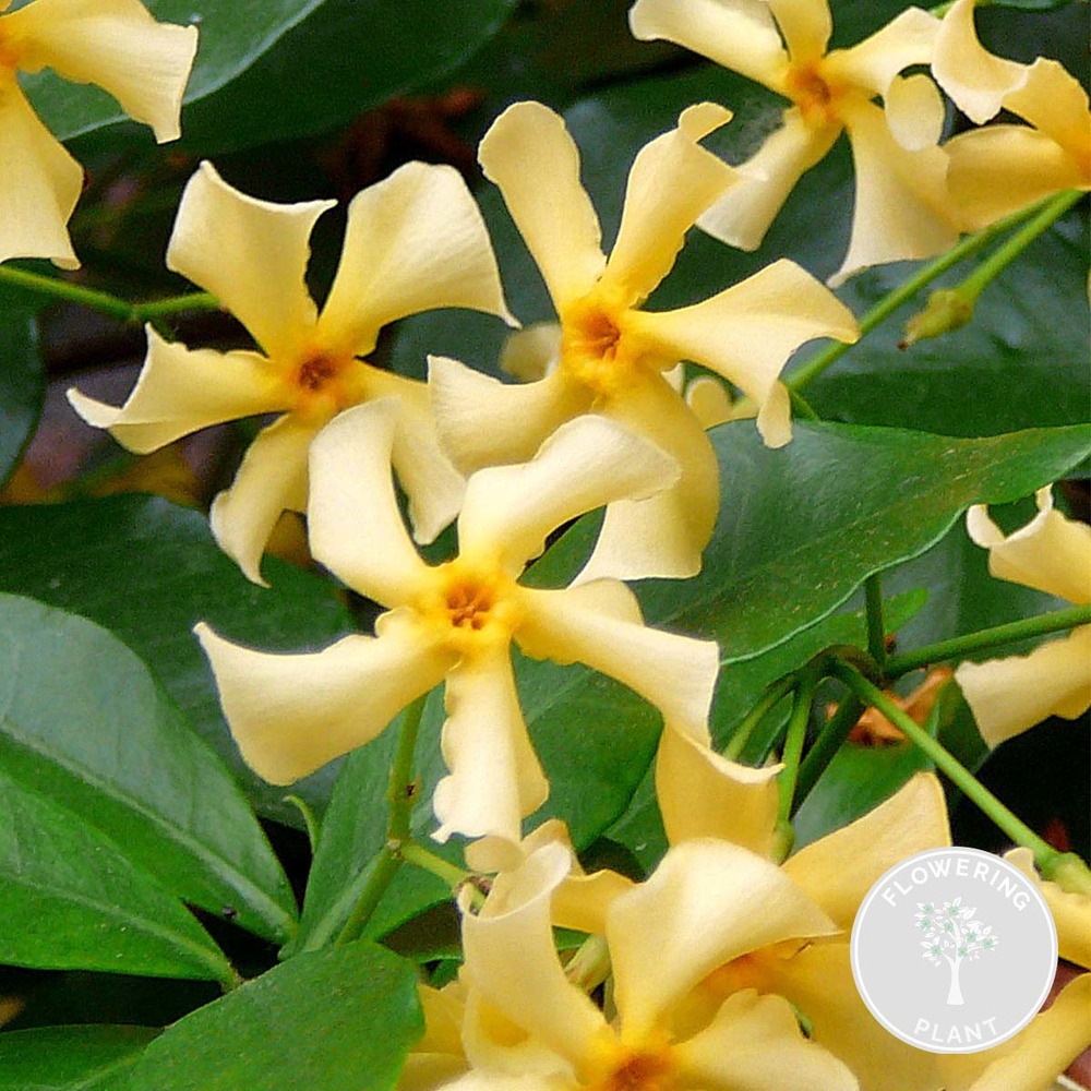 Trachelospermum jasminoides - jasmin étoilé jaune - 50-70 cm de haut - pot 15 cm