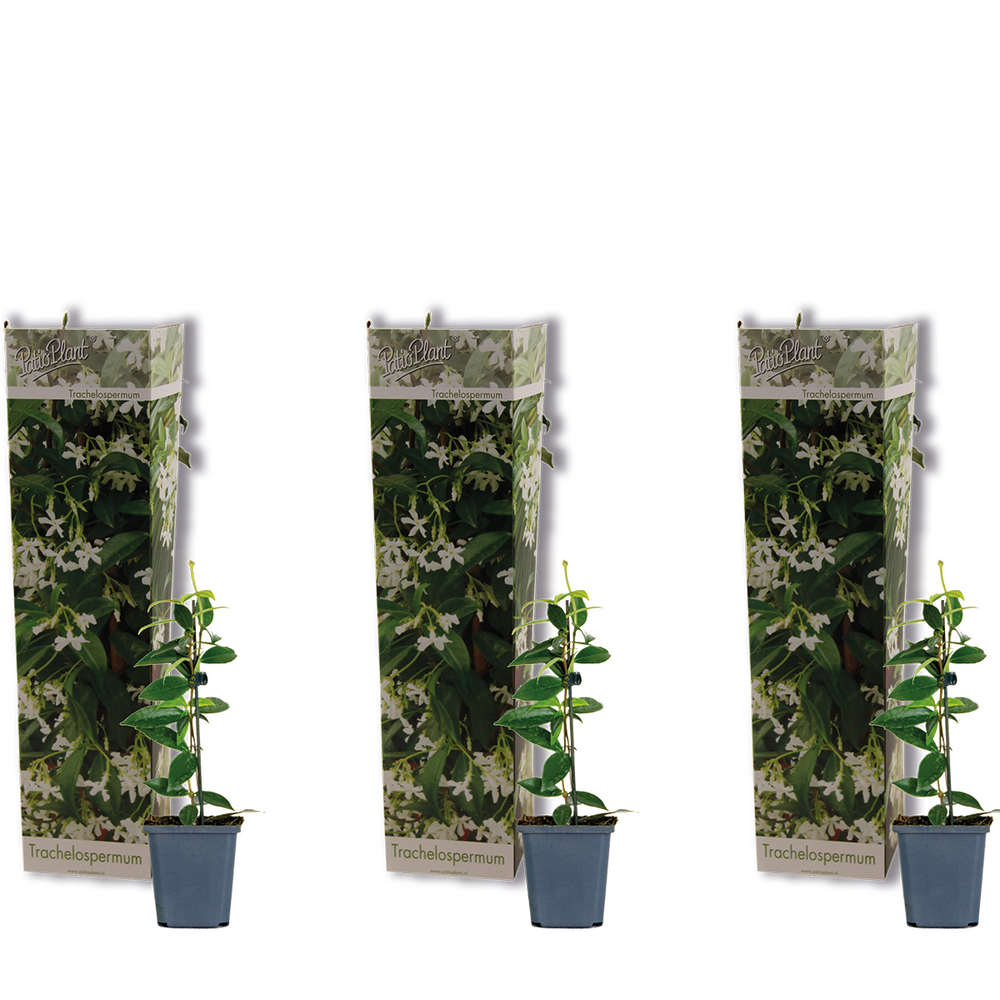 3x trachelospermum jasminoides - jasmin étoilé - plante grimpante - rustique - ⌀9 cm - 15-20 cm