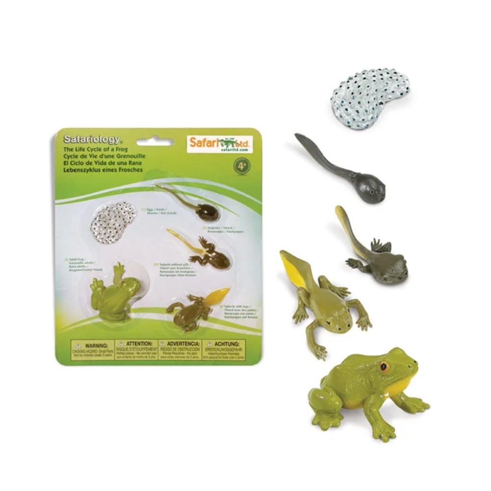Figurines cycle de vie - grenouille