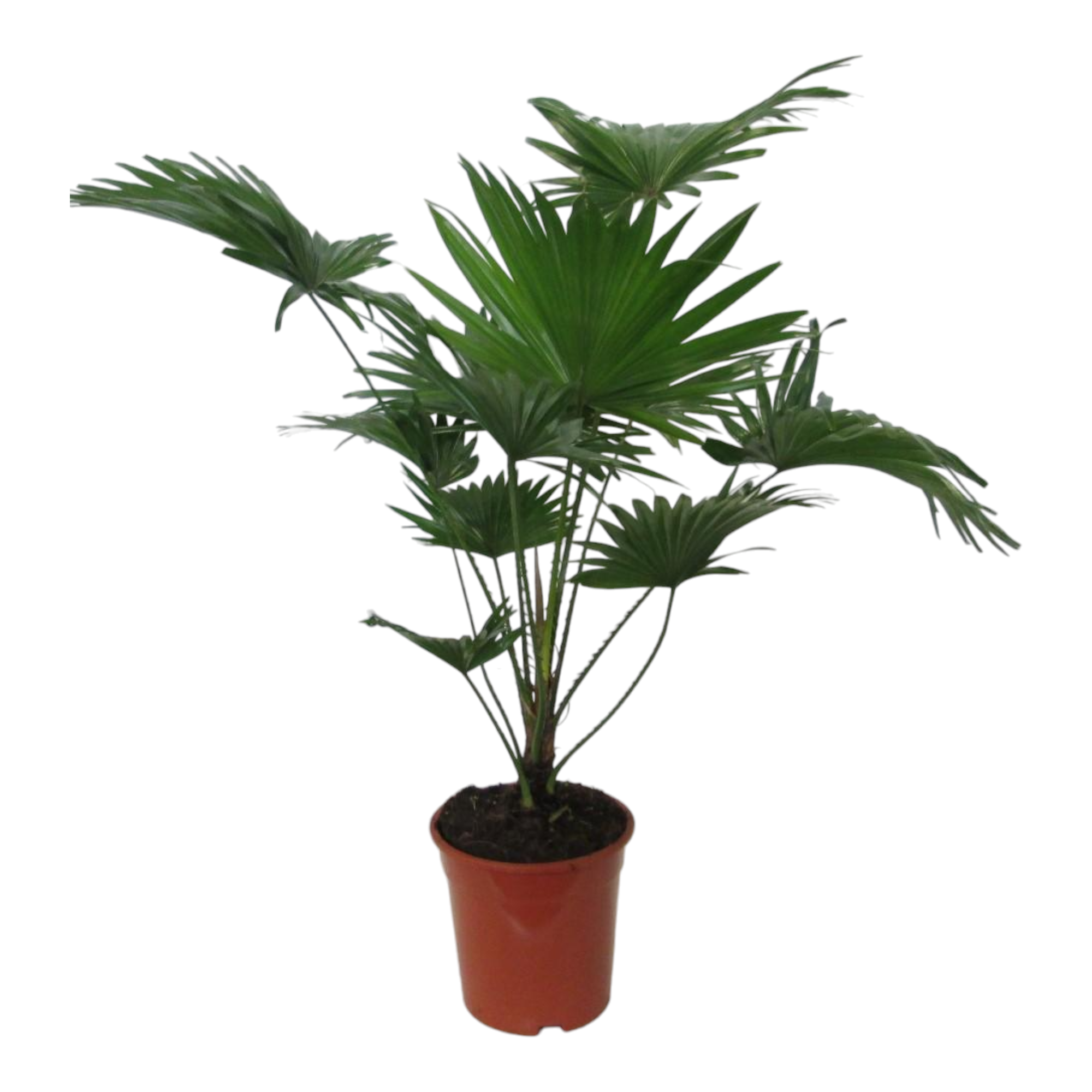 Plante d'intérieur - livistona rotundifolia 90.0cm