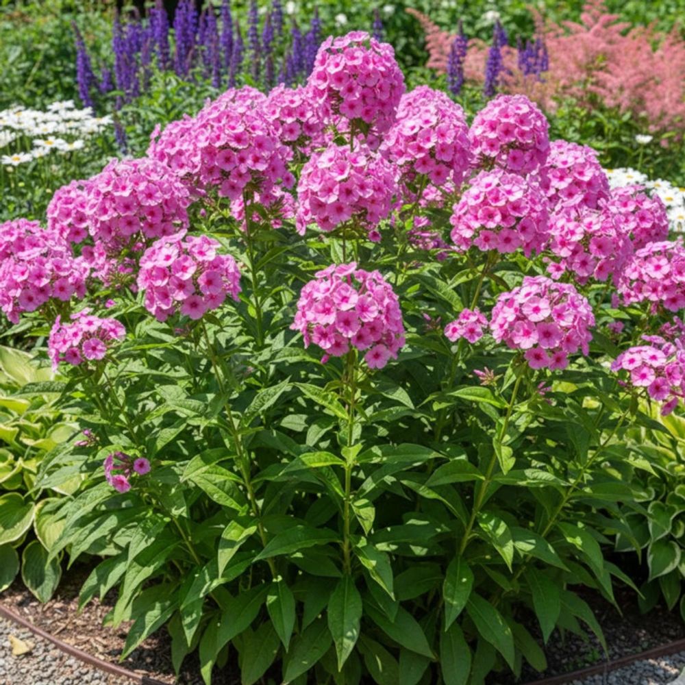Phlox paniculé eva cullum lot de 9 godets