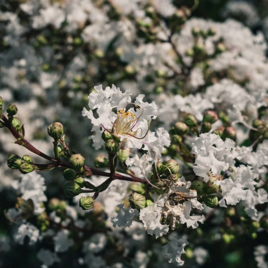 Lilas des indes papillons blancs, lagerstroemia pot de 3l - touffe