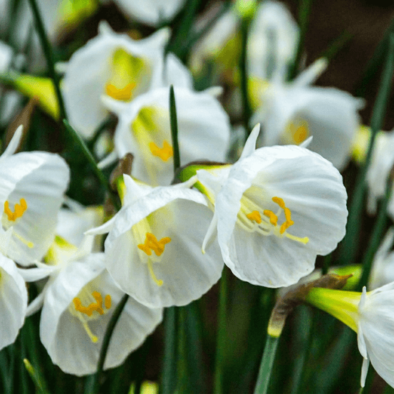 Narcisse 'white petticoat' (narcissus) - floraison printanière - calibre 6/8 - 80 bulbes