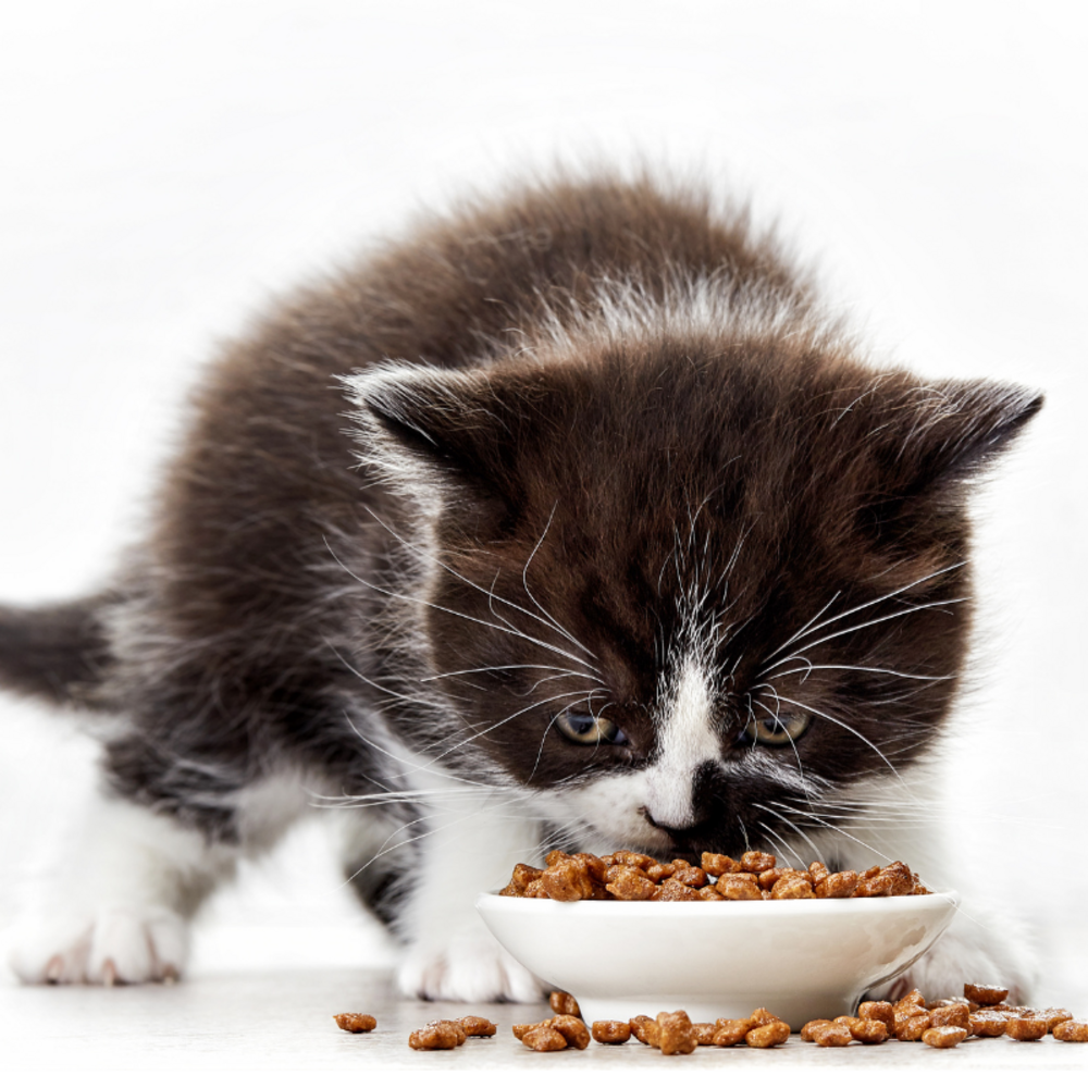 Carnilove - alimentation humide sans céréales à la truite pour chat 90g