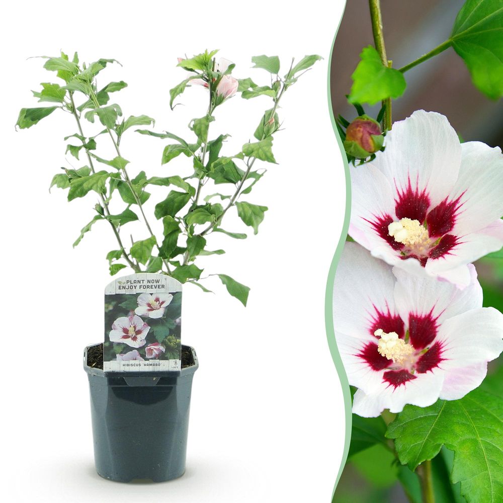 Hibiscus 'hamabo' - pot 17 cm - hauteur 45 cm