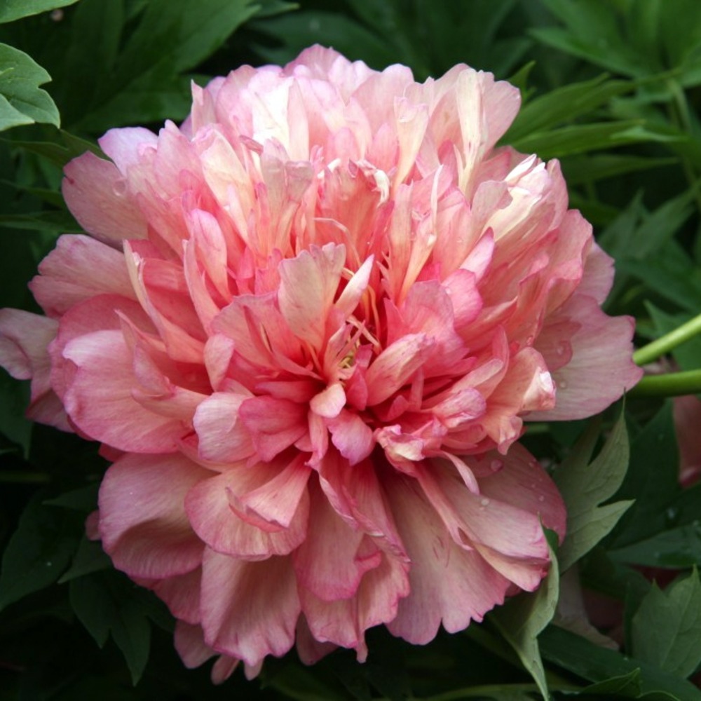 Pivoine itoh 'hillary' pot de 3l/4l