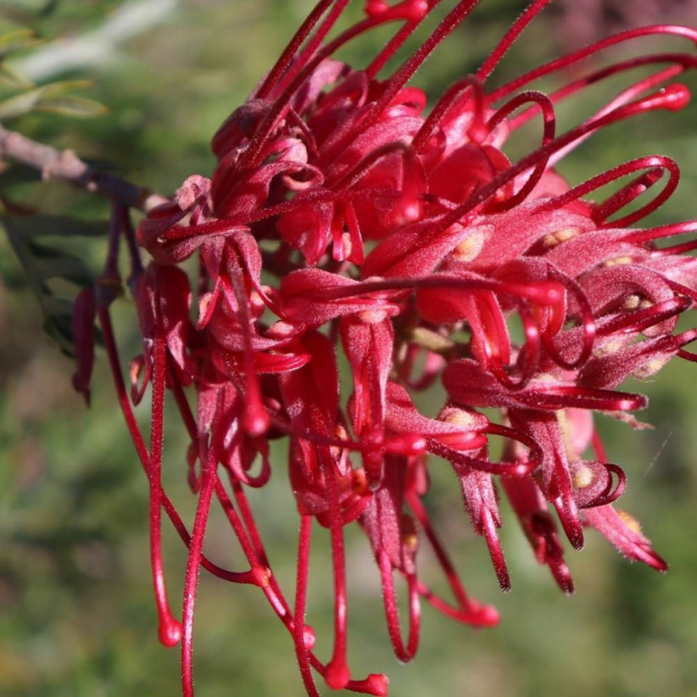Grevillea canberra gem, grevillea pot de 3l - 40/60 cm