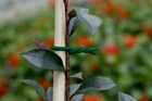 Lien mousse biflex pour plantes fragiles - ø 3,5 mm