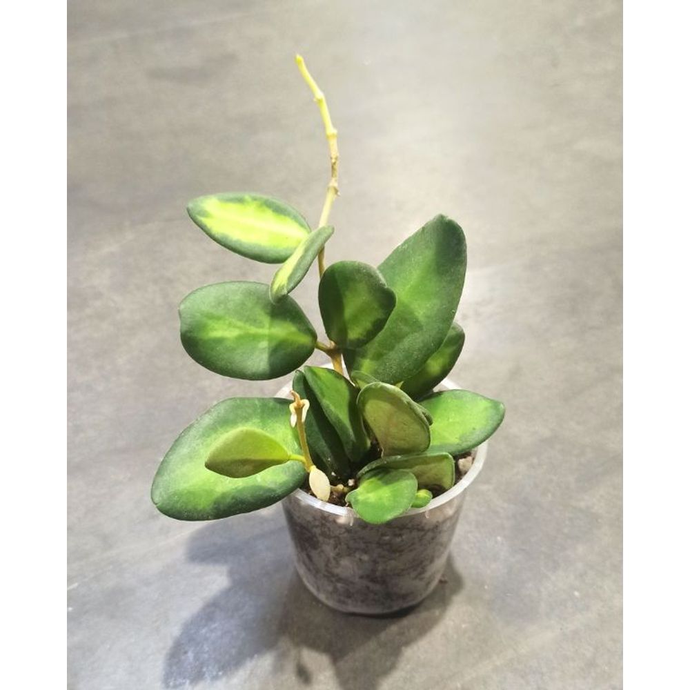 Hoya burtoniae variegata d. 6cm h. 10cm - plante d'intérieur