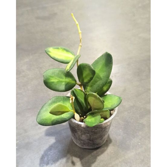 Hoya burtoniae variegata d. 6cm h. 10cm - plante d'intérieur