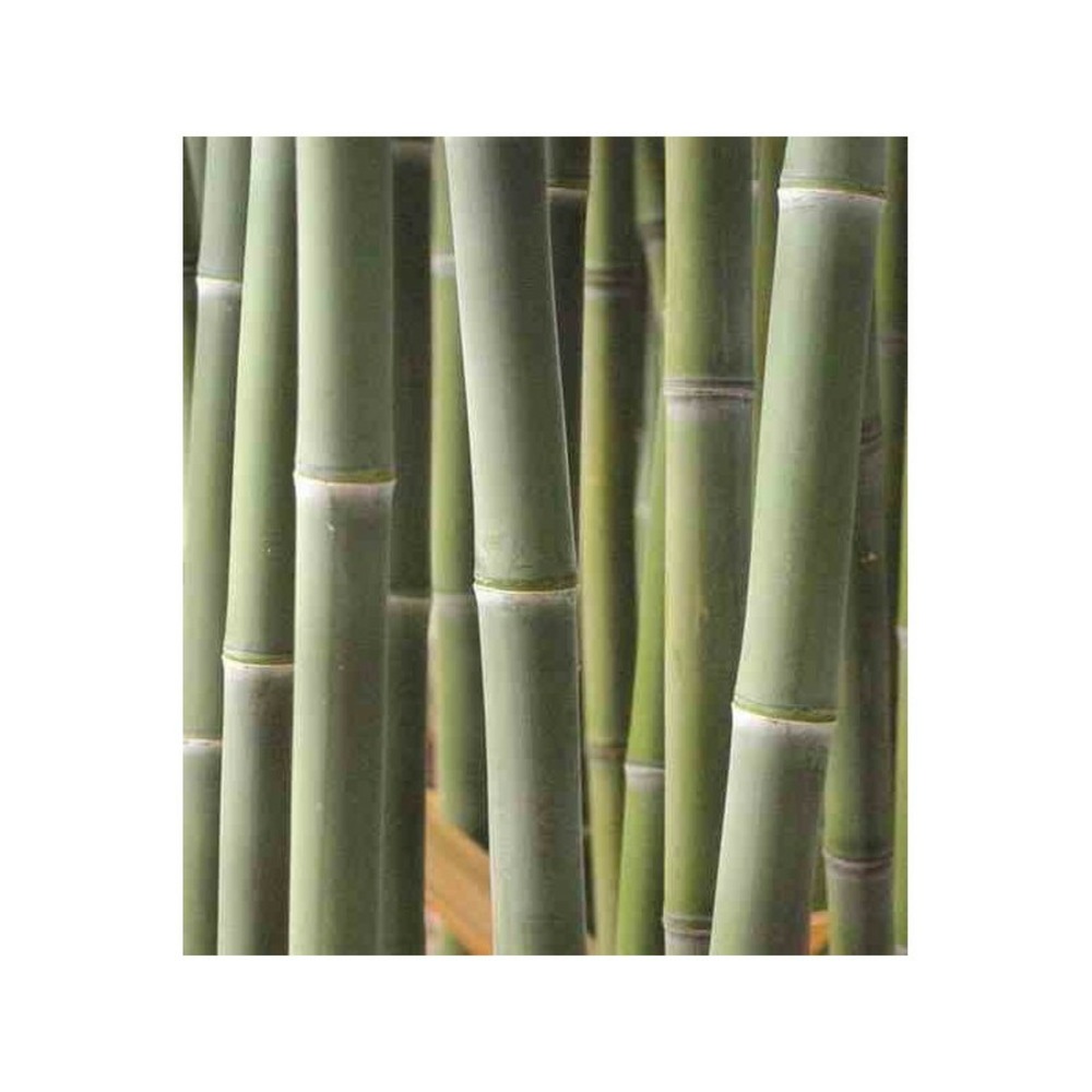Phyllostachys atrovaginata (bambou à encens) pot de 5 litres - 100/120 cm