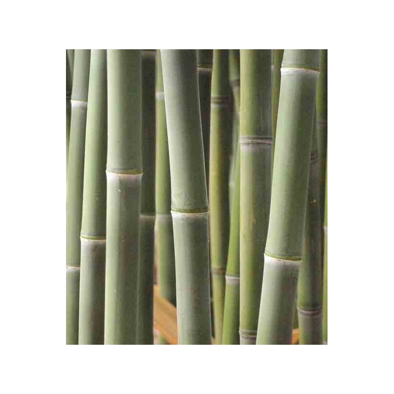 Phyllostachys atrovaginata (bambou à encens) taille pot de 5 litres - 100/120 cm