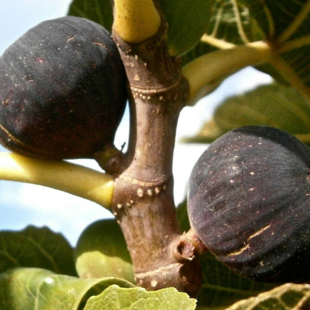 Figuier violette normande, ficus carica pot de 7,5l - 60/80 cm